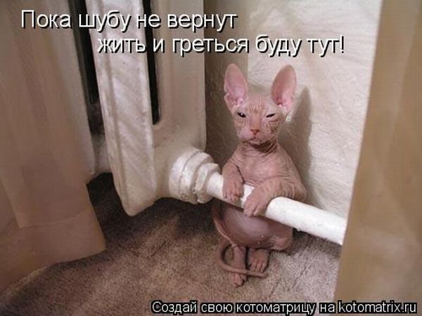 Кошачий позитив — Интересное и необычное: фотоподборки
