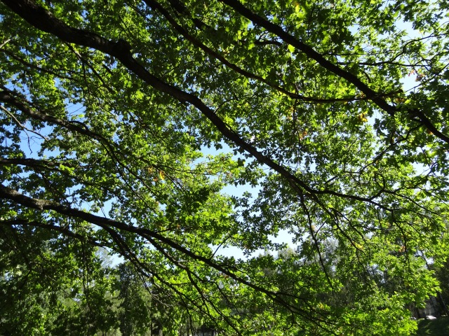 Красота вокруг нас ~ Jasmine Gotz ~ (фото 10)