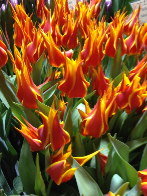 Поздравление с 8 Марта или "Репетиция весны в аптекарском огороде"