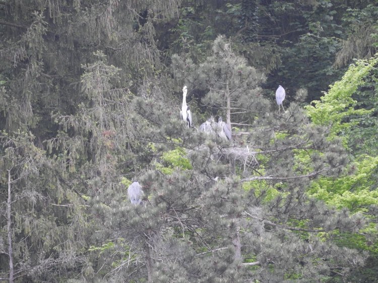 Любителям птиц. Серая цапля Словении