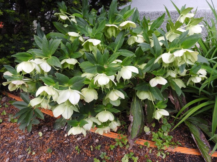 Словения, Светланка и маленький «герой» в одном ботинке