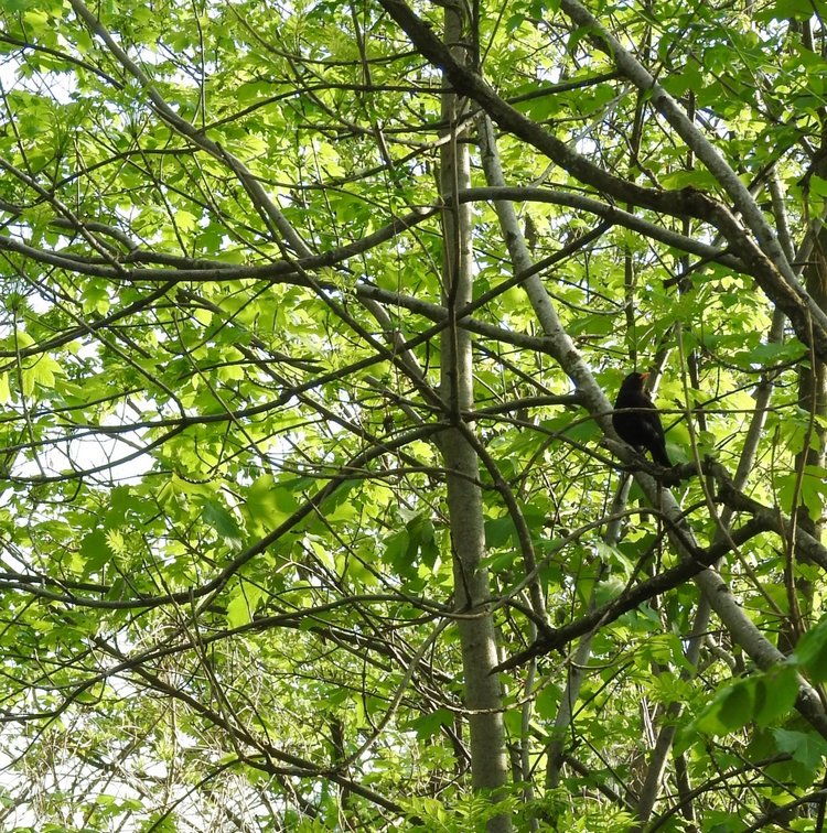 Словения, Светланка и маленький «герой» в одном ботинке