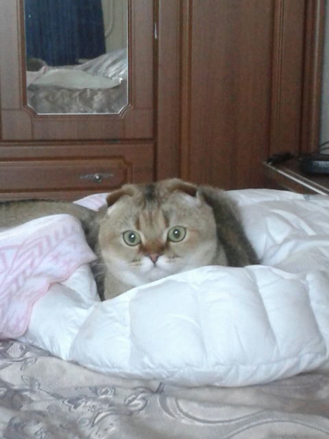 Опять котики. "Это все МА-Е!!" (фото 6)