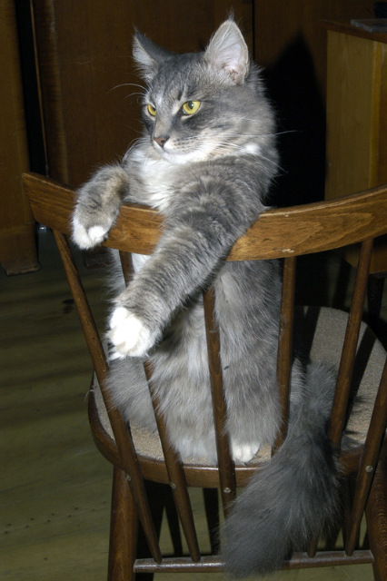 История одного хвостика — В мире животных: смешные фото питомцев и зверей (фото 6)