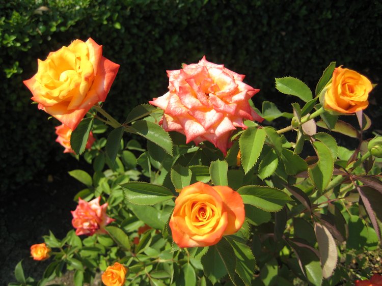 Вот такая вот Болгария — Туризм и путешествия: фотоотчеты из поездок (фото 7)