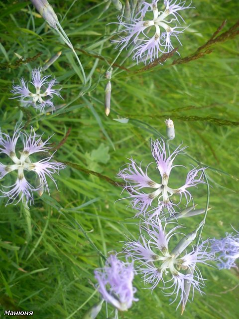 Манюнькино лето-2 (Полевые цветы) PukiFee Ante (фото 8)