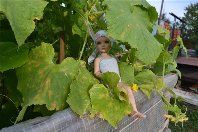 Элин от Iplehouse