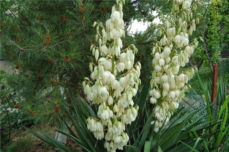 Прогулка по саду Doll zone