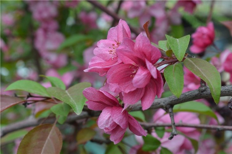 Цветение вишни — Одежда и обувь для кукол своими руками: фото (фото 10)