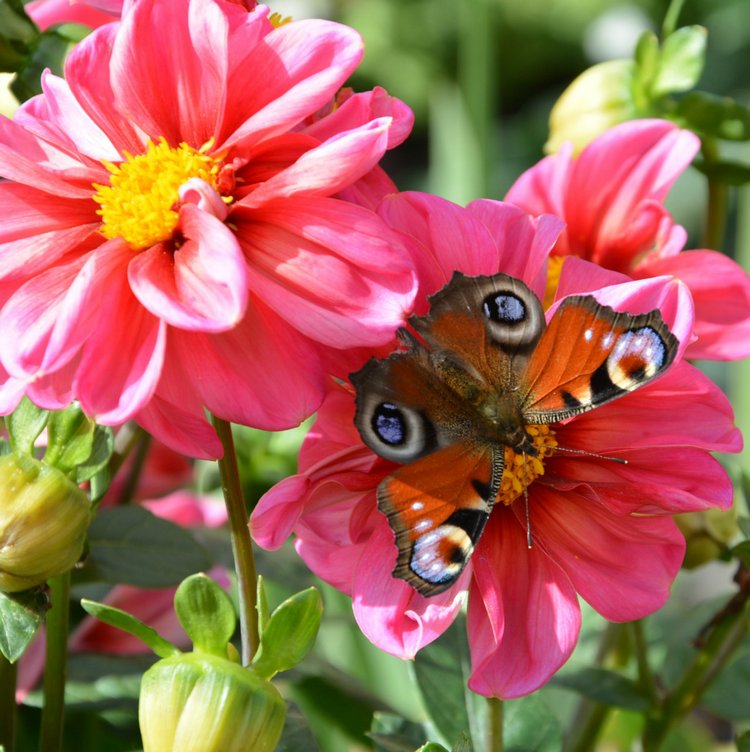 Охота на бабочек — Болталка и разговоры обо всем: жизнь (фото 9)