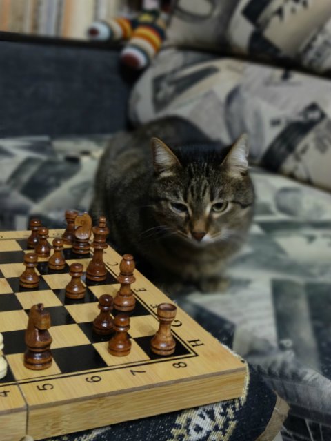 Дети, котики и куклы - наши главные радости (фото 8)