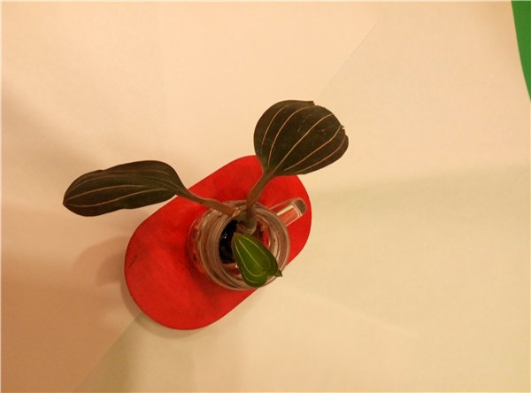 Мама любит куколок и цветочки | Бэйбики Мама любит куколок и цветочки