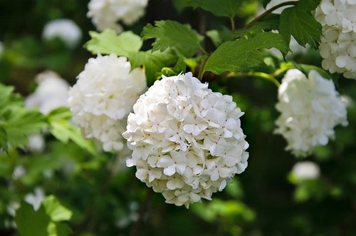 Ключи от лета или Полевица. Коллекционная кукла Элизы Глазгольд (фото 10)