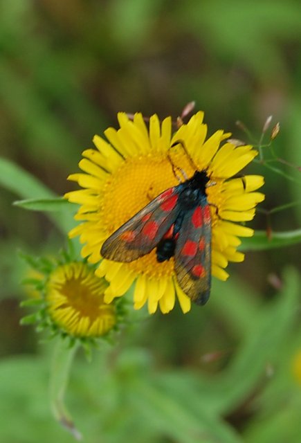 Воспоминание о лете. Джоанна от Susi Eimer (фото 6)
