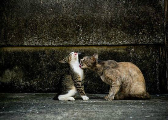 Мне вслед глядит душа кошачья... 4 октября - день памяти святого Франциска и Международный день животных