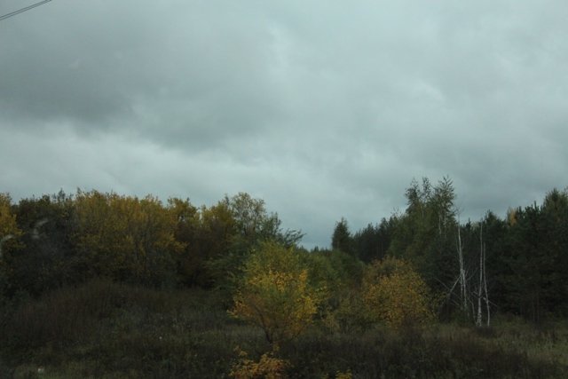 По грибы. Бузулукский бор