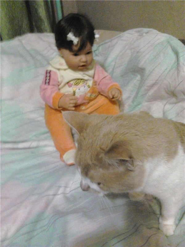 Наша любопытинка Катюшка lee Middleton и ее Кыся (первое знакомство) (фото 4)