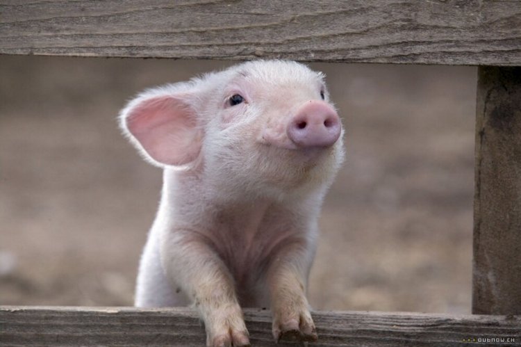 Тем, кто любит поросят)) Поросенок Грук от Nefer Kane