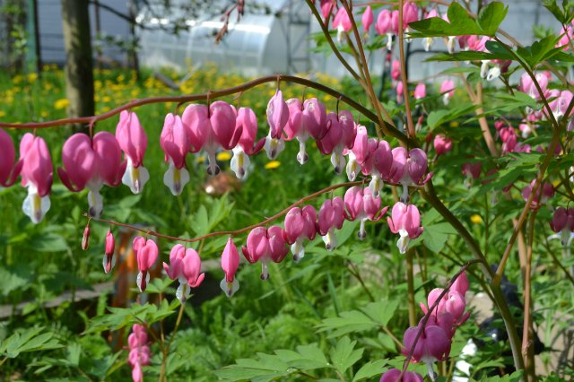 Нежданные гости... или всему свое время