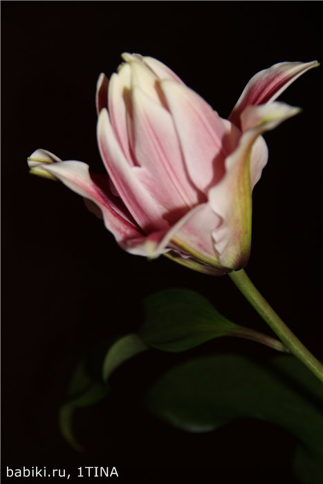 Лилии и Яни от Kaye Wiggs (фото 9)