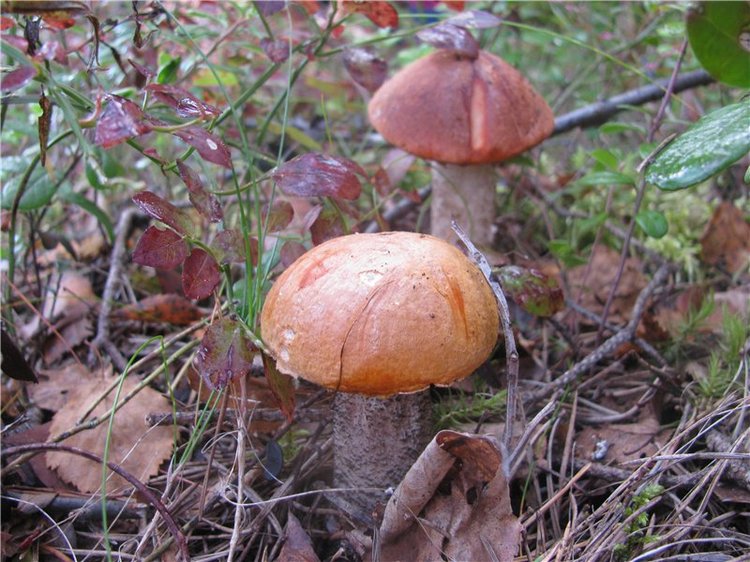 Прогулки Эмили по осеннему лесу | Бэйбики Прогулки Эмили по осеннему лесу