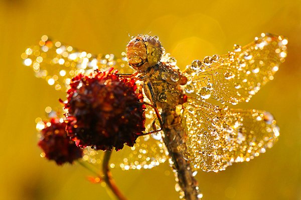 Капелька :) — Интересное и необычное: фотоподборки