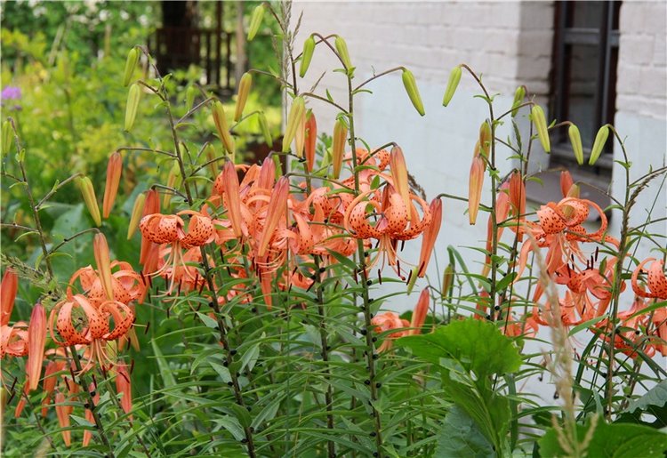 Старицкий православный фотофестиваль. Старицкий Свято-Успенский монастырь