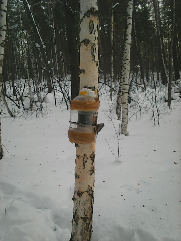 Интересное наблюдение за птицами у кормушки