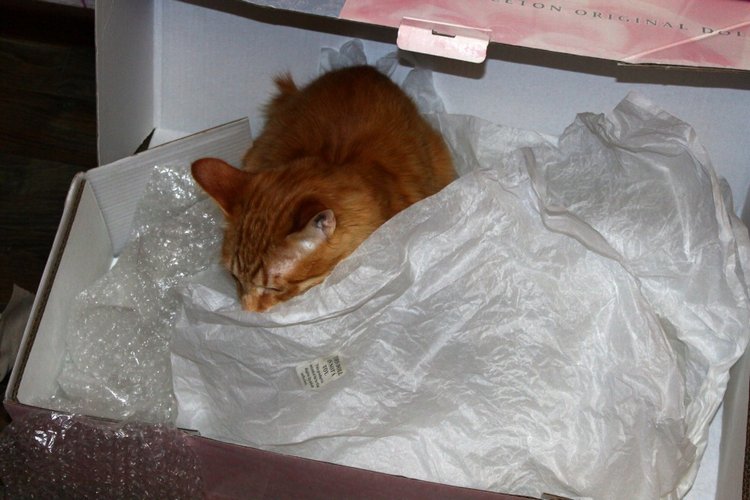 По следам 14 февраля, Моя прекрасная девочка Марго, Sweet Violets Lee Middleton (фото 8)