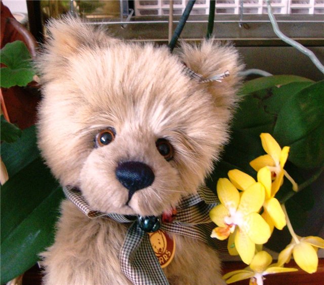 мишка Тедди от Изабель Ли (Isabelle Lee), CHARLIE BEARS collection