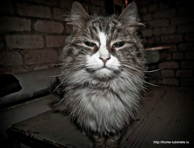 Мне вслед глядит душа кошачья... 4 октября - день памяти святого Франциска и Международный день животных