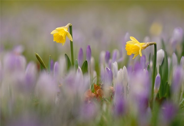 Поцелованная Солнцем девочка, по имени Матильда, или sunkissed Miki, Kaye Wiggs