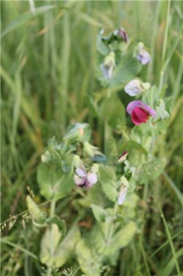 Крошки-на ладошку! Dollzone-Малышня и не только