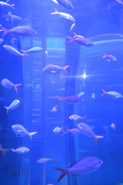 Питер - самый лучший город на земле! Вихтель Rosemarie Anna Muller