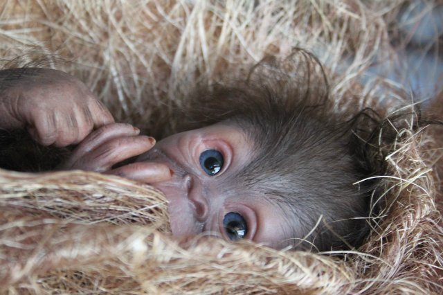 Обезьяныши реборн Элины Кудрявцевой