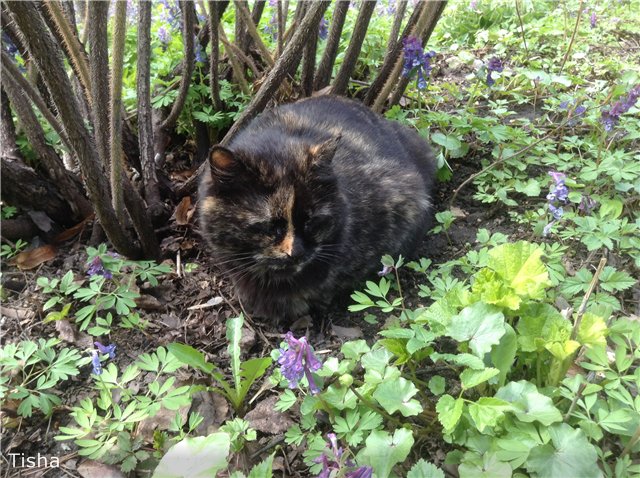 Маленькие садовники или весна в Аптекарском огороде