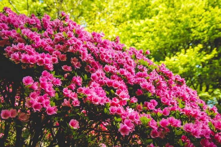 Япония моими глазами (часть 3. Китакюсю и Токио.)