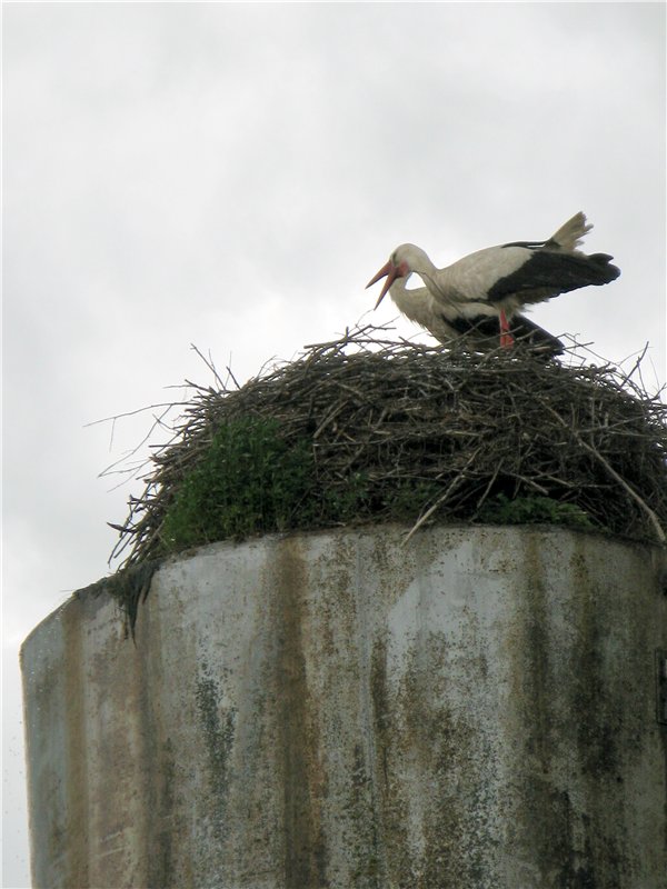46-ой Пушкинский праздник поэзии в Берново. Часть вторая