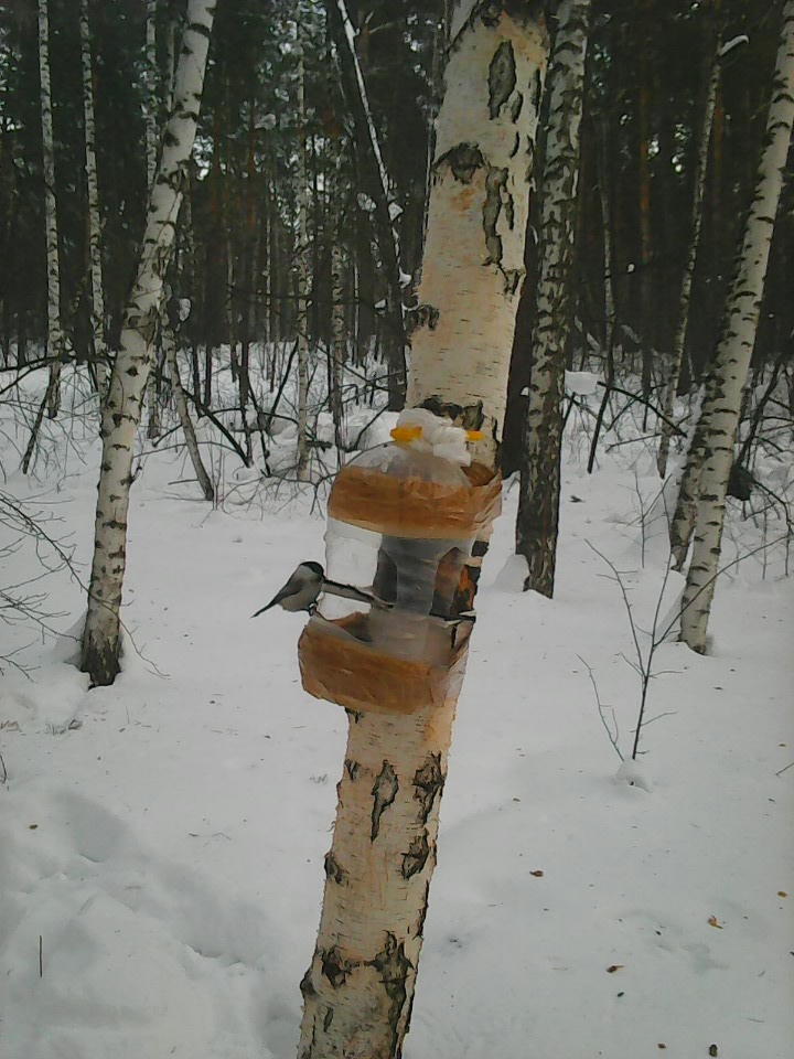 Интересное наблюдение за птицами у кормушки