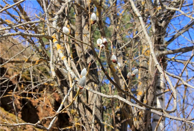 Приключения Адель на водопаде. Джульетта от Sylvia Natterer (фото 8)