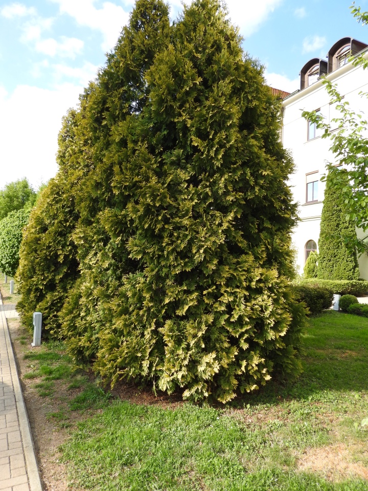 Словения, Светланка и маленький «герой» в одном ботинке