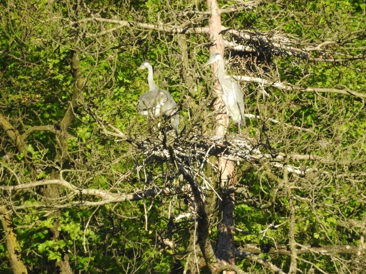 Любителям птиц. Серая цапля Словении