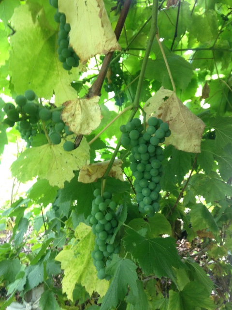 Последние летние выходные на даче с малышкой Авери от H. Kish (фото 10)