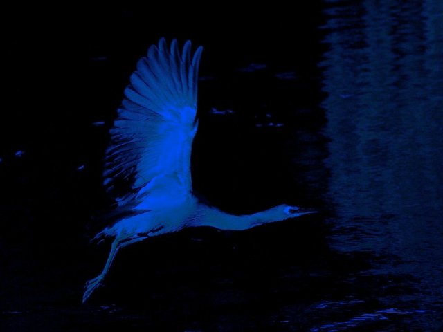 Очень синий топик или Королевский сапфир. Коллекционная фарфоровая кукла Наоми (Naomi) от Кристин Оранж (фото 5)