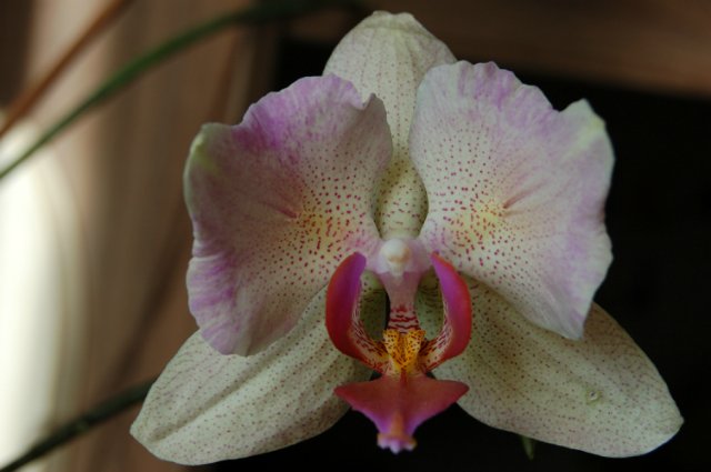 Где живут феи? Коллекционная кукла (фото 8)