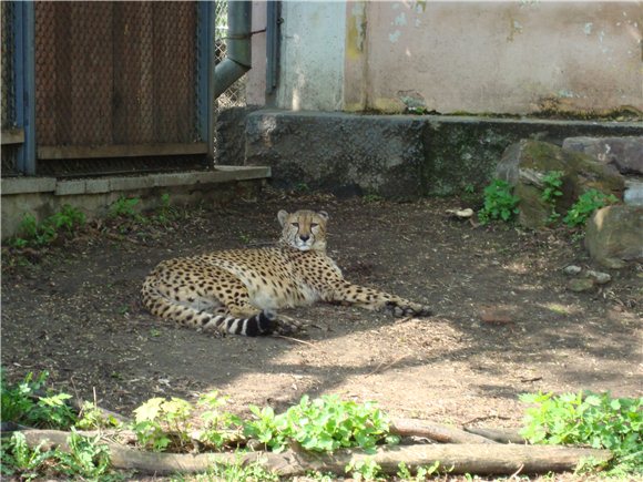 Наша традиционная майская прогулка по Московскому зоопарку (фото 5)