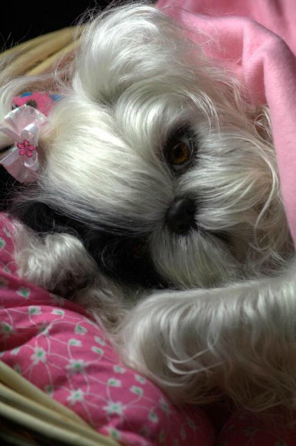 Маленький Ши-цу из молда "Принцесса"(мопс).Работа американского мастера (фото 10)