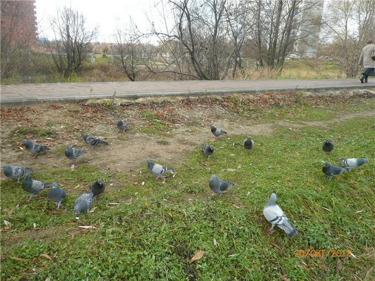 Мой милый утеночек! Лёля - кукла Ли Миддлетон (фото 3)