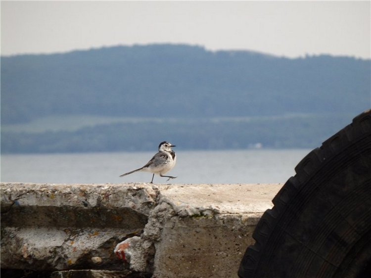 Лесная сказка или Варварка на Нугуше