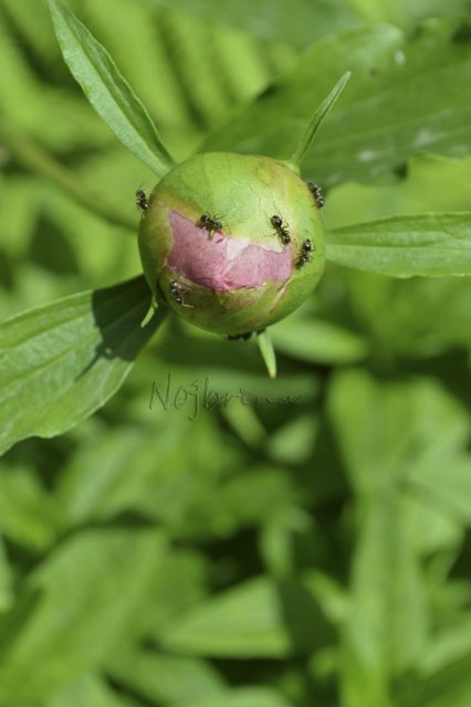 Яркие краски. Вихтели Rosemarie Anna Muller